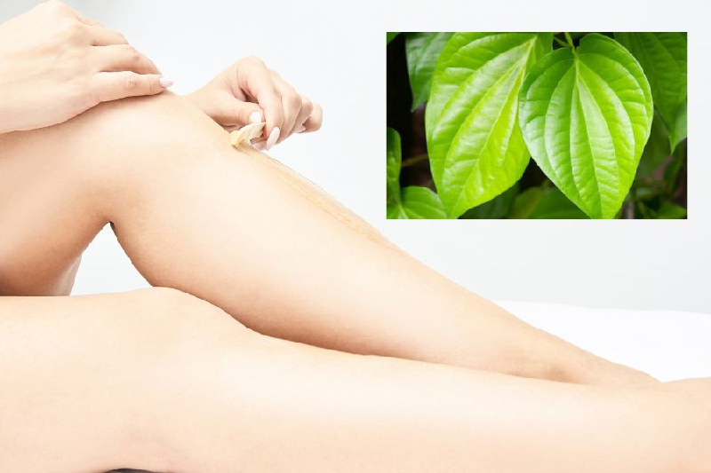 Bạn có thể nấu nước  lá trầu không để triệt lông 