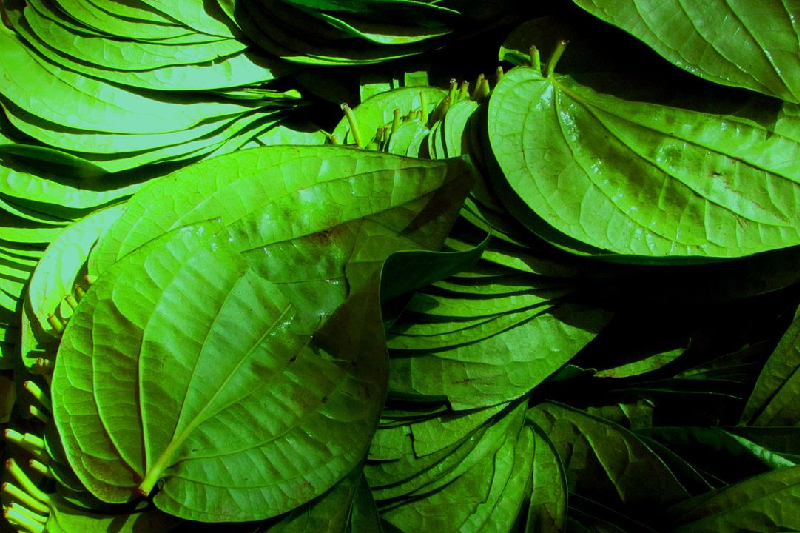 Triệt lông bằng lá trầu không được nhiều người áp dụng